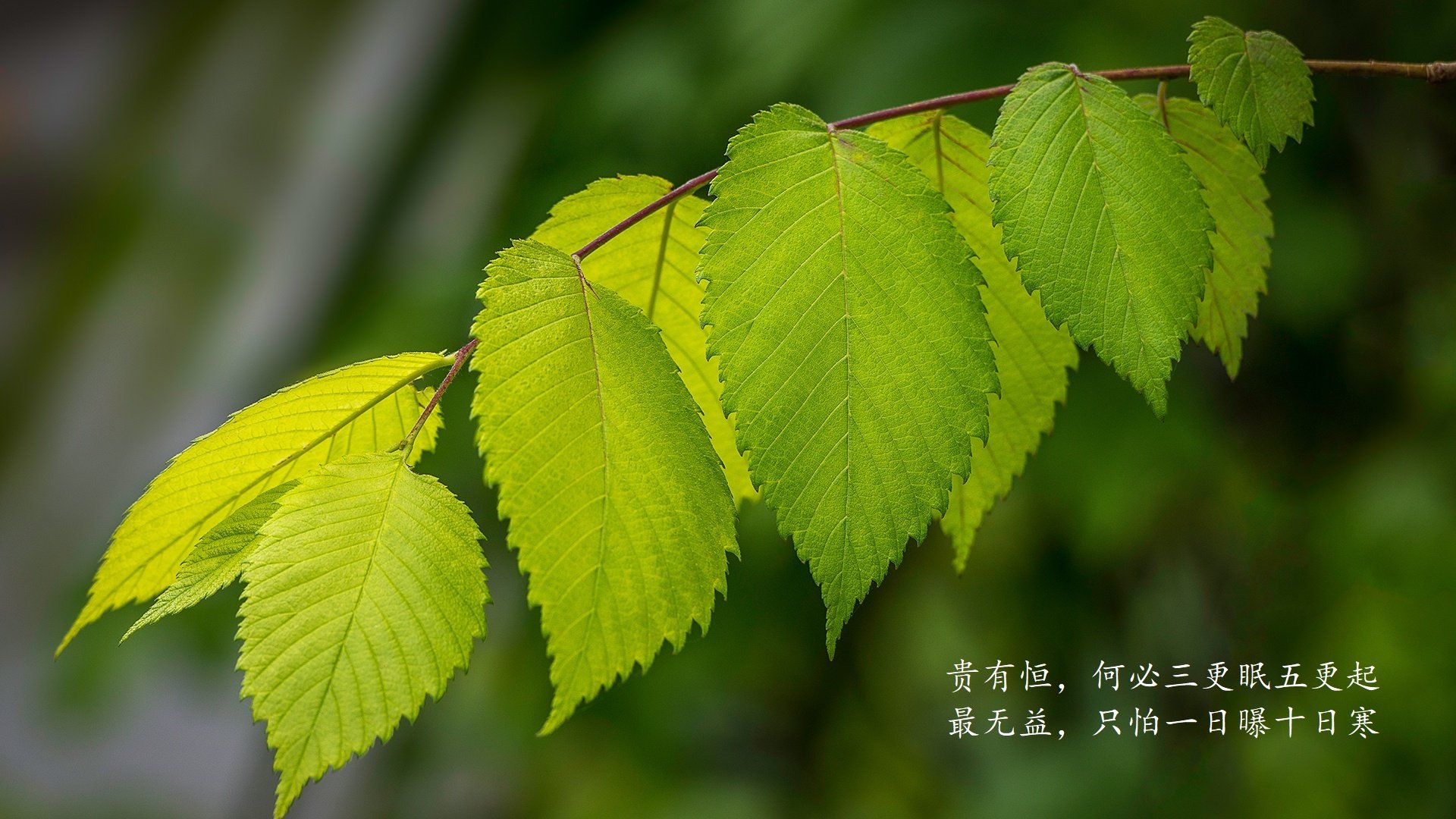 伯恩利传球精准,克拉文公园蓄势待发,克恩里伯斯